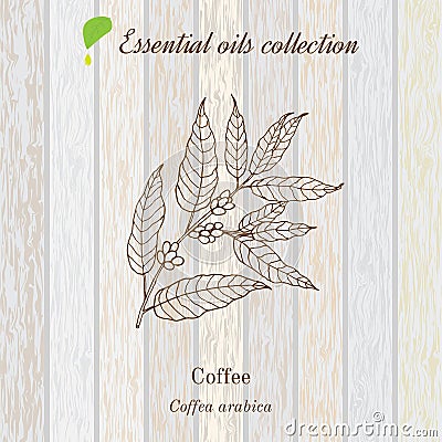 Pure essential oil collection, coffee. Wooden texture background Vector Illustration