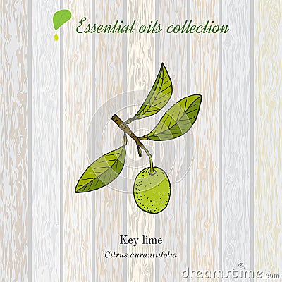 Pure essential oil collection, lime. Wooden texture background Vector Illustration