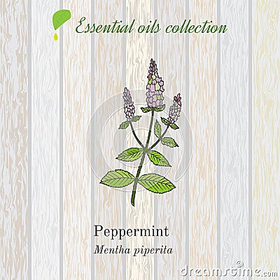 Pure essential oil collection, peppermint. Wooden texture background Vector Illustration