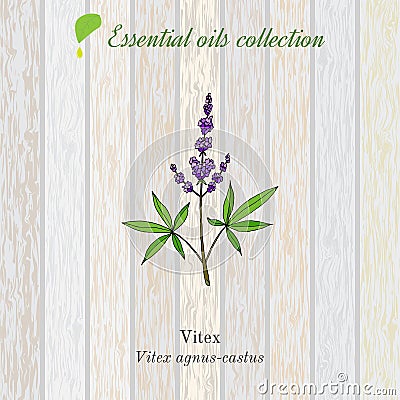 Pure essential oil collection, vitex. Wooden texture background Vector Illustration
