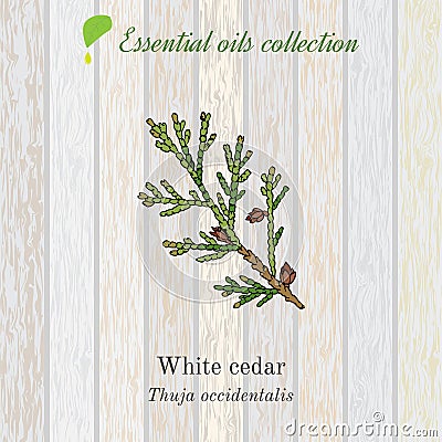 Pure essential oil collection, white cedar. Wooden texture background Vector Illustration