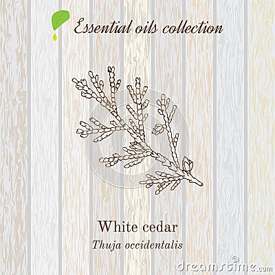 Pure essential oil collection, white cedar. Wooden texture background Vector Illustration