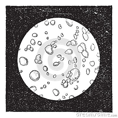 Pure milk seen under a microscope, vintage engraving Vector Illustration