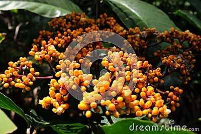 Pure Organic African yellow berry fruit Stock Photo