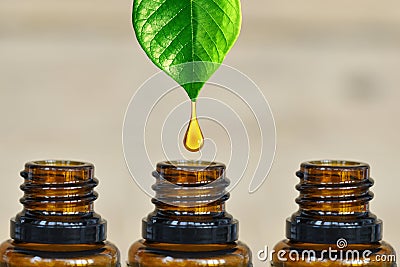 Pure and organic essential oil dripping from a green plant into a dark amber bottle Stock Photo