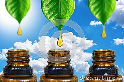 Pure and organic essential oil dripping from a green plant into a dark amber bottle Stock Photo