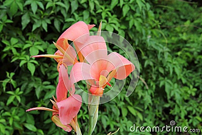 Pure Pink Canna flower Stock Photo