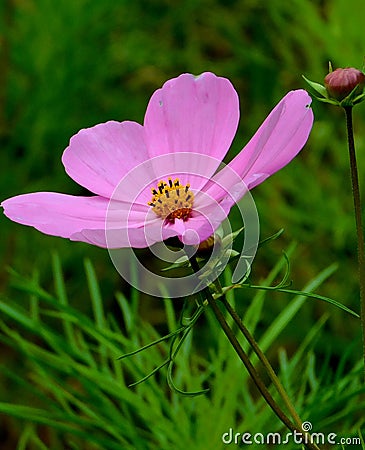 Pure pink flower summers delight Stock Photo