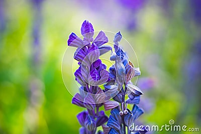 Pure purple flower in garden background Stock Photo