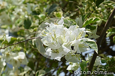 Pure white bougenville flowers Stock Photo