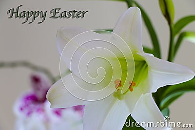 A Pure White Easter Lilly Close-up with Colorful Orchids in the Background Stock Photo