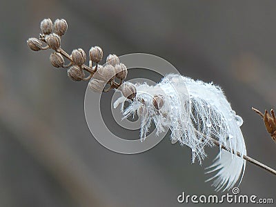 A Pure White Feather Caught After the Rain on a Bare Winter Branch with Dried Seed Pods Stock Photo