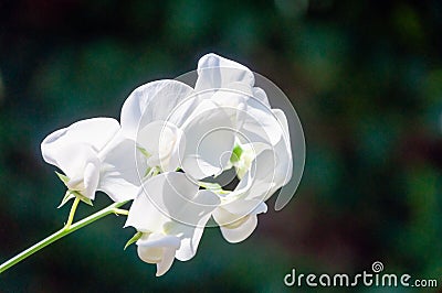 Pure white flowering perennial peavine from close Stock Photo