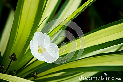 Pure white flowers with leaves Stock Photo