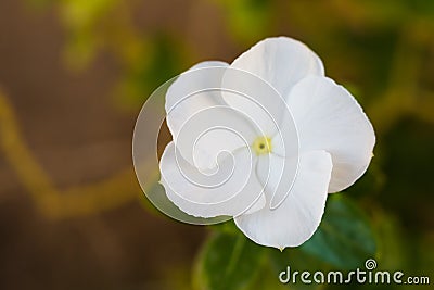 Pure white flowers of showy evening primrose Stock Photo