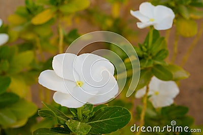 Pure white flowers of showy evening primrose Stock Photo