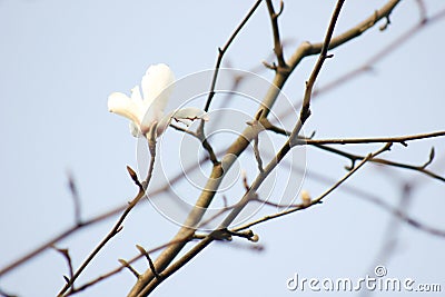 Pure white magnolia flower blossoming on the branch Stock Photo