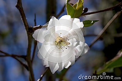 Pure white open flower backlit by a ray of light through the trees Stock Photo