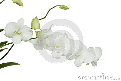 Pure White orchid flower on isolated Stock Photo