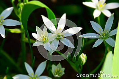 Pure white Star of Bethlehem Flower in the garden. Stock Photo Stock Photo