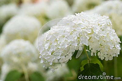 Pure white summer hydrangea flower head Stock Photo