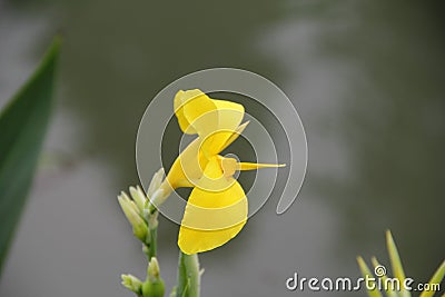 Pure Yellow Canna flower Stock Photo