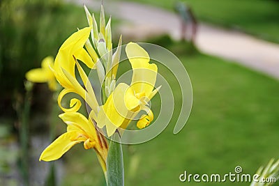 Pure Yellow Canna flower Stock Photo