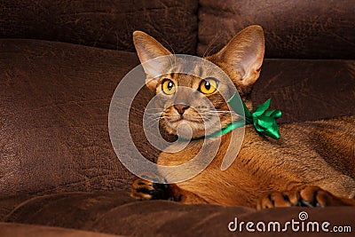 Purebred abyssinian cat with green bow lying on brown couch Stock Photo