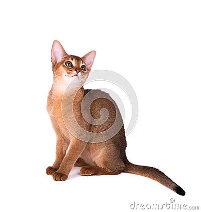 Purebred abyssinian cat isolated on white background. Cute playful kitten isolated Stock Photo