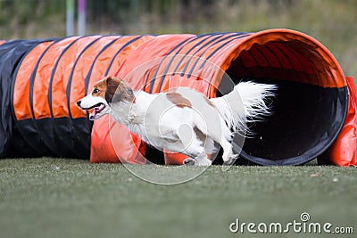 Nederlandse Kooikerhondje running dog agility Stock Photo