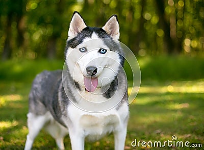 A purebred Alaskan Husky dog with blue eyes Stock Photo