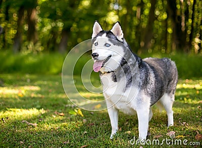 A purebred Alaskan Husky dog outdoors Stock Photo