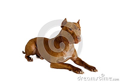 Purebred American Pit Bull Terrier dog lying over white Stock Photo