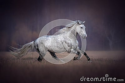 Beautiful grey arabian horse running free. Stock Photo