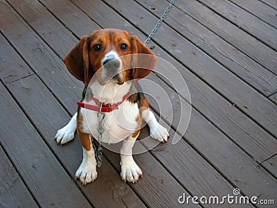 Purebred beagle Stock Photo