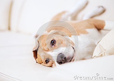 Purebred beagle dog lying on white sofa in luxury hotel room Stock Photo