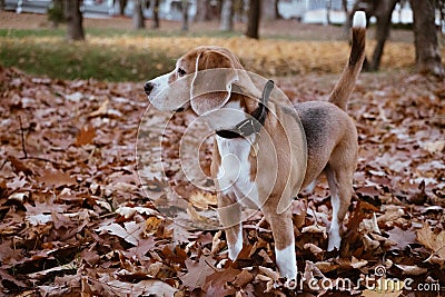 Purebred beagle portrait with autumn park background Stock Photo