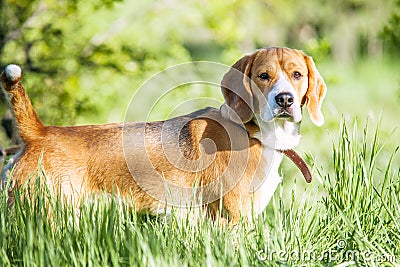 Purebred beagle portrait in green grass Stock Photo