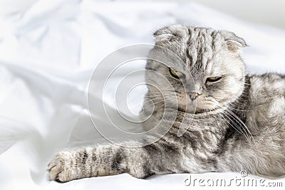 Purebred beautiful cat on a white bed. The Scottish Fold cat lays on its back and shows a fluffy belly. Plenty of room Stock Photo