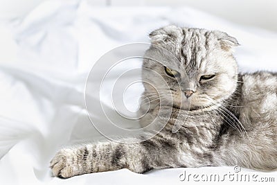 Purebred beautiful cat on a white bed. The Scottish Fold cat lays on its back and shows a fluffy belly. Plenty of room Stock Photo