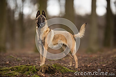 Purebred Belgian Malinois Dog Stock Photo