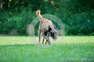 Purebred belgian malinois outside Stock Photo