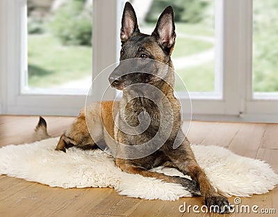 Purebred Belgian shepherd dog Malinois dog lying on a fur rug on the living room floor Stock Photo