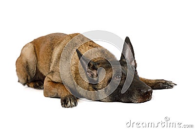 Purebred Belgian shepherd dog Malinois lying on a white Stock Photo