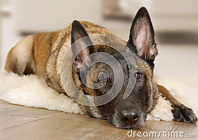 Purebred Belgian shepherd dog Malinois dog resting on a fur rug Stock Photo