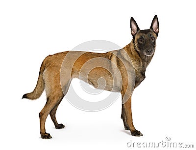 Purebred Belgian shepherd dog Malinois standing on a white Stock Photo