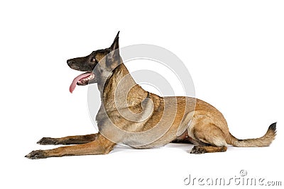 Purebred Belgian shepherd dog Malinois with his tongue hanging out lying on a white Stock Photo