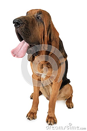 Purebred Bloodhound dog isolated on white Stock Photo