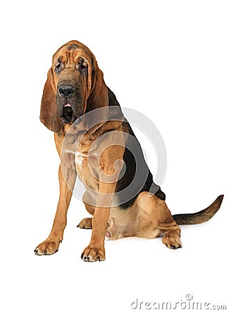 Purebred Bloodhound dog Stock Photo