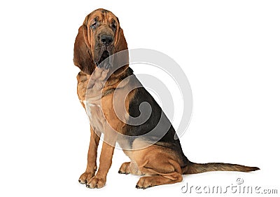 Purebred Bloodhound dog Stock Photo